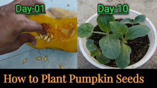 How to plant pumpkin seeds [upl. by Nnawaj880]