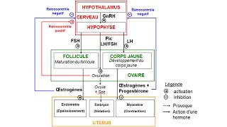 eSVT Schéma fonctionnel de la production dhormones chez la femme [upl. by Atidnan]