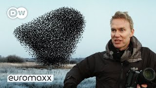 Photographers Søren Solkærs Incredibly Beautiful Starling Murmurations [upl. by Ttenyl640]