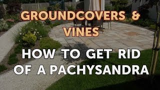 How to Get Rid of a Pachysandra [upl. by Yekim]