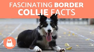 10 Fascinating Facts About the Border Collie [upl. by Eilitan]