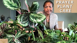 How to Care for Prayer Plants  Plant Care Tips and Maintenance [upl. by Cirek]