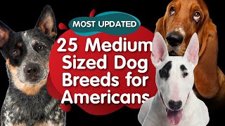 Top 25 Medium Sized Dog Breeds for American MOST UPDATED [upl. by Aynom]