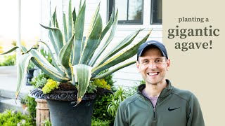 Planting a Gigantic Agave [upl. by Toolis]