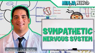 Neurology  Sympathetic Nervous System [upl. by Alaik]