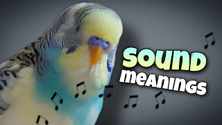 Parakeet Sounds and Their Meanings 🐦🔊 [upl. by Corri]