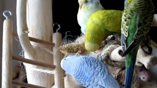 Parakeets playtime  Parkieten Speelkwartier [upl. by Rozelle939]