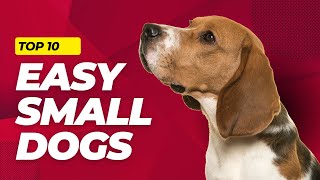 Top 10 EASY Small Dog Breeds That Youll Love  LowMaintenance Dogs 101 [upl. by Efar]