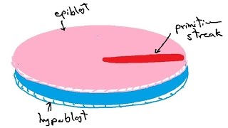 bilaminar and trilaminar embryonic disc  gastrulation  english  DR SAMEH GHAZY [upl. by Euphemie679]