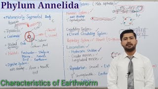 107 Phylum Annelida  Kingdom Animalia Fsc biology class 12 [upl. by Launcelot]