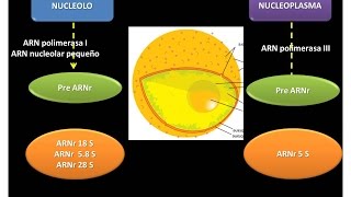 ARNr ARN ribosómico [upl. by Larson]