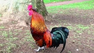 Rooster Crowing Compilation Plus  Rooster crowing sounds Effect 2016 [upl. by Romanas572]