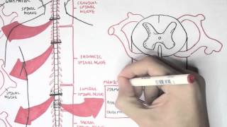 Neurology  Spinal Cord Introduction [upl. by Idnak]