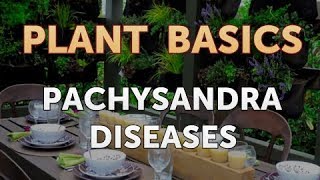 Pachysandra Diseases [upl. by Lelah]