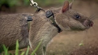 Rats Save Humans From Landmines  Extraordinary Animals  Series 2  Earth [upl. by Airym]