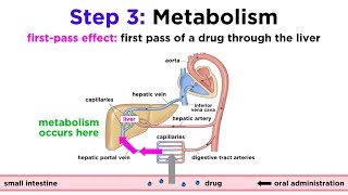 Pharmacokinetics How Drugs Move Through the Body [upl. by Armbruster]