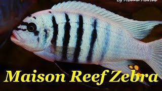 African Cichlid Species  Metriaclima sp quotZebra Chilumbaquot Maison Reef Male amp Female [upl. by Sher]