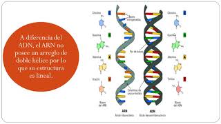 ESTRUCTURA Y FUNCIÓN DE ARN biología 11º [upl. by Eelirol577]