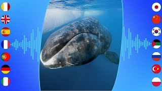 Aquatic Sounds Bowhead Whale [upl. by Terriss]