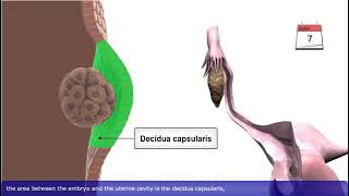 General Embryology Review in 20 minutes [upl. by Atrice]