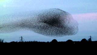 Gretna Green Starling Murmurations [upl. by Lluj681]