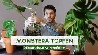 Monstera Stecklinge einpflanzen  Fensterblatt eintopfen [upl. by Spearman]