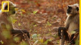 Lapprentissage du langage humain par les singes [upl. by Stormie]