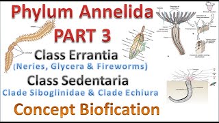 Phylum Annelida part 3 Class Errantia amp Class Sedentaria [upl. by Asli657]