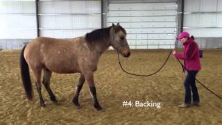 How to do Ground Work With your Horse [upl. by Faires]