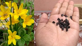 How To Grow Rain Lily From Seeds  Zephyranthes Lily From Seeds [upl. by Yvel]