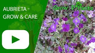 Aubrieta  grow amp care great ground cover plant [upl. by Ysteb]