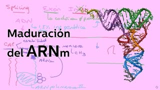 Maduración del ARNm  Biología  Educatina [upl. by Sera]