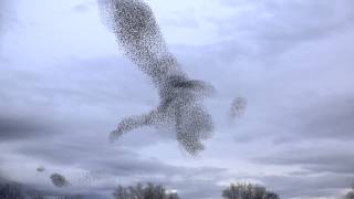 A Starling murmuration [upl. by Ondrej62]