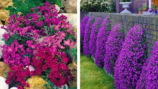 How to Plant Aubrieta Spring Garden Guide [upl. by Adlanor]