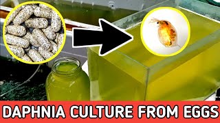 HOW TO HATCH DAPHNIA EGGS  HOW TO CULTURE DAPHNIA [upl. by Fidela]