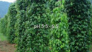 Black pepper Piper nigrum cultivation [upl. by Smart261]