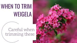 When to Trim Weigela  wwwgardencrossingscom [upl. by Kcirddec]