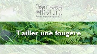 Tailler une Fougère  Vidéo pour le jardin [upl. by Eerized]