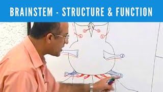 Brainstem  Structure and Function  Neuroanatomy [upl. by Iv]