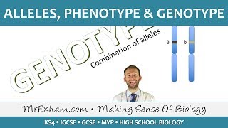 Alleles phenotype and genotype  GCSE Biology 91 [upl. by Ellesij542]