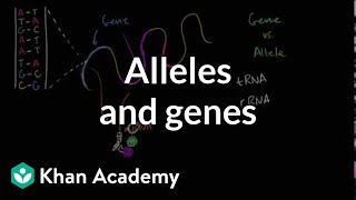 Alleles and genes [upl. by Kittie]