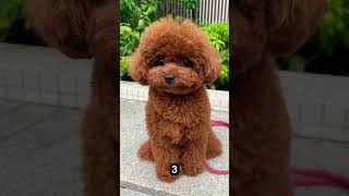 TOP 5 SMALL DOGS THAT DONT SHED  Top 5ology [upl. by Zobe685]