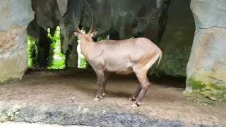 TAMAN SAFARI  CISARUA BOGOR [upl. by Eyaf655]