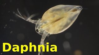 Daphnia [upl. by Neelyak]