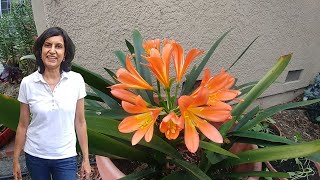 Taking care of the Clivia plants with updates [upl. by Eniluqcaj]