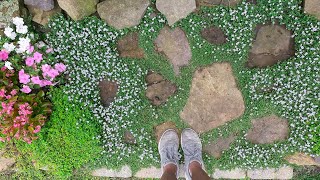 Ground Covers That Perform in My Garden [upl. by Semyaj244]