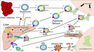 Lipid amp Lipoprotein Processing Part 3  Formation of LDL and HDL [upl. by Ramhaj]