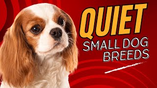 Top 7 Quiet Small Dog Breeds Perfect for Apartment Living Dogs 101 [upl. by Elatnahc]