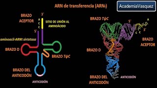 ARNt ARN de transferencia [upl. by Luella]