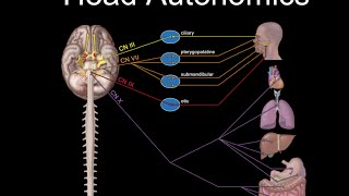 Cranial Nerves and Autonomics [upl. by Joela]